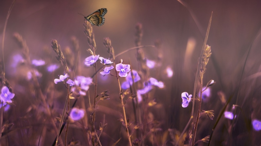 papillon_fleurs_violettes